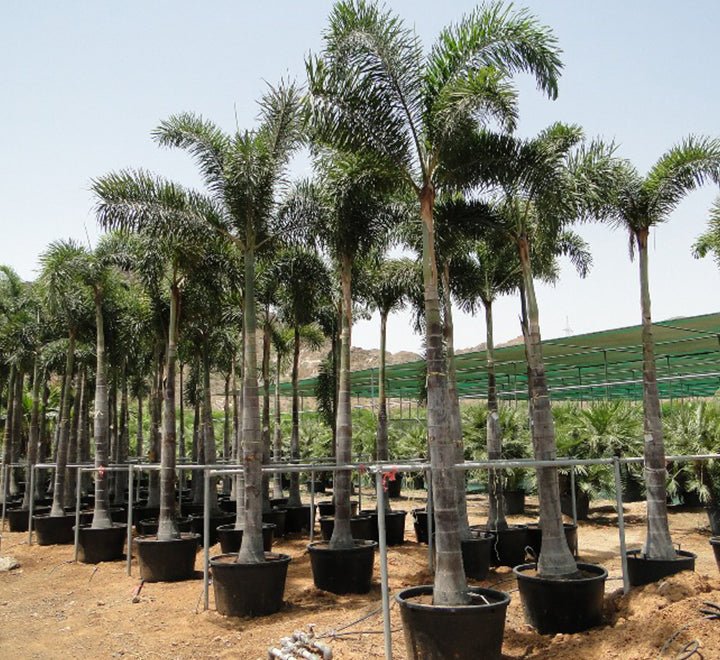 Wodyetia Bifurcata "Foxtail Palm" ثعلب النخيل 5.0-6.0m overall height