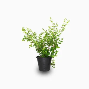 Wrightia Milky Way 30-40cm overall height