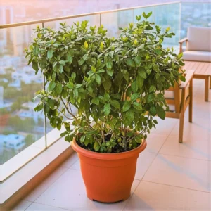 XL Gardenia Jasminoides "Cape Jasmine" (Outdoor) in Terracotta Pot 80-100cm