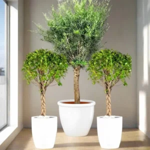 XL Olive Tree with Twin Braided Bonsais Bundle (Big Olive, Ficus Diversifolia Twisted Trunk)