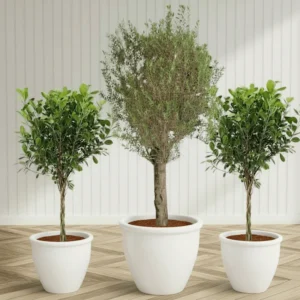 XL Olive Tree with Twin Braided Bonsais Bundle (Big Olive in Rolled Rim Pot 58x43(Ficus Diversifolia Twisted Trunk in ceramic pot) Blue, White