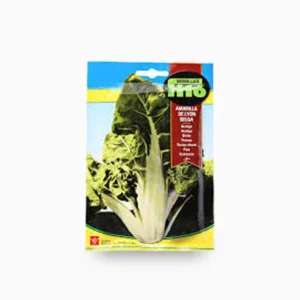 Yellow Swiss-Chard fom Lyon