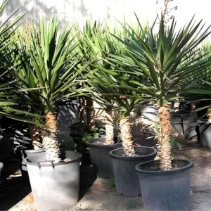 Yucca Filifera "Yucca Aloifolia" 2.0-2.5m