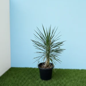 Yucca Filifera "Yucca Aloifolia" 55-75cm