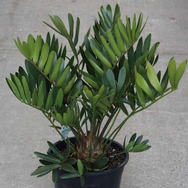 Zamia Furfuracea or Cardboard Palm 60 -70cm overall height
