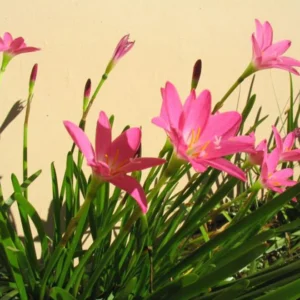 Zephyranthes Grandiflora | Pink Rain Lily | Zephyr lily 6Ltr pot