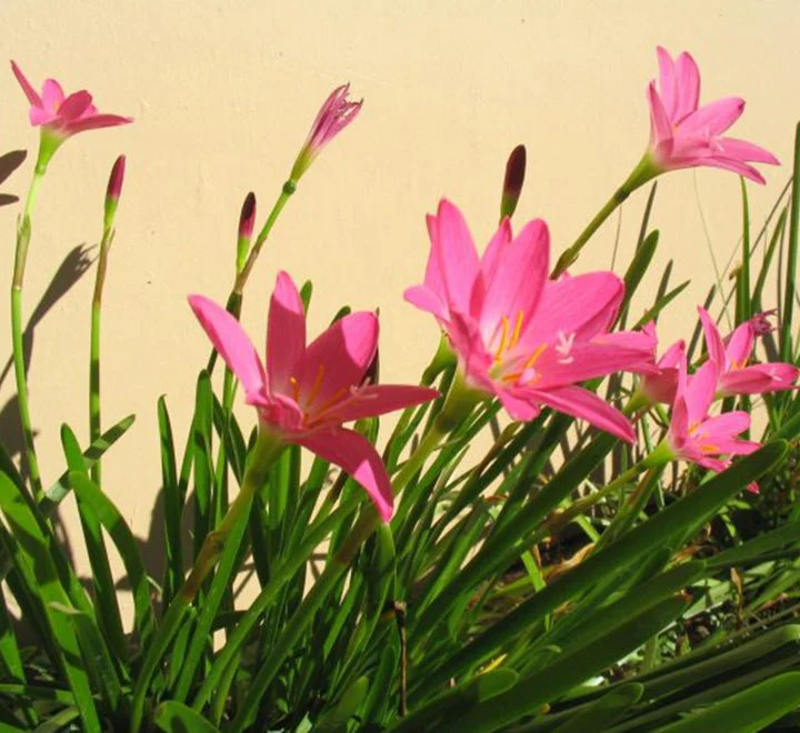 Zephyranthes Grandiflora | Pink Rain Lily | Zephyr lily 6Ltr pot