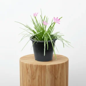 Zephyranthes Grandiflora | Pink Rain Lily | Zephyr lily 6Ltr pot