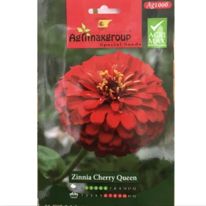 Zinnia Charry Queen Flower Seeds by Agrimax Spain  Set of 10 Pack