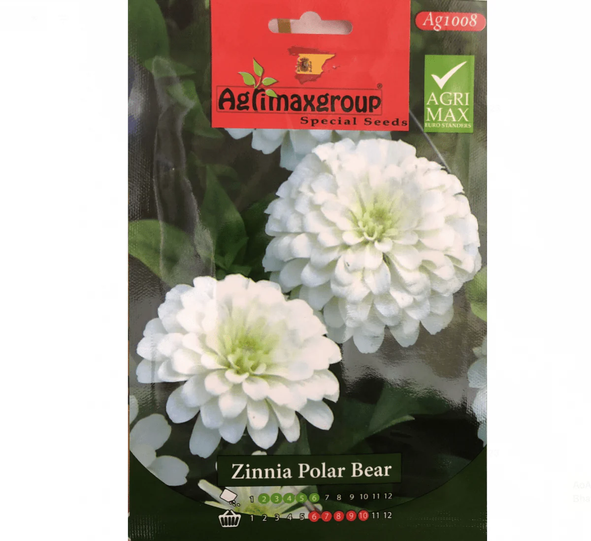 Zinnia Polar Bear Flower Seeds by Agrimax Spain Set Of 2 Pack