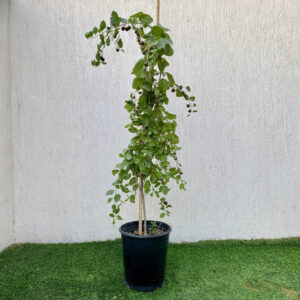 Ziziphus Milizi or Sidr Tree شجرة سدر (No Spine) 1.5-2.0m height