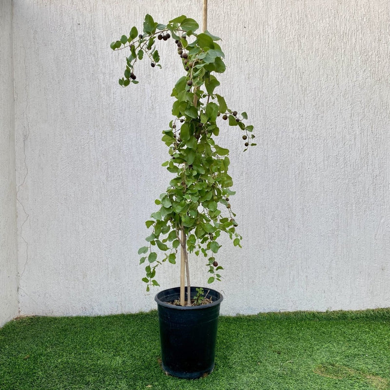 Ziziphus Milizi or Sidr Tree شجرة سدر (No Spine) 0.8-1.0m overall height