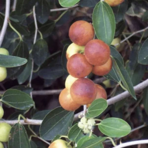 Ziziphus Spina Christi or Sidr Tree شجرة سدر 0.8-1.0m overall height