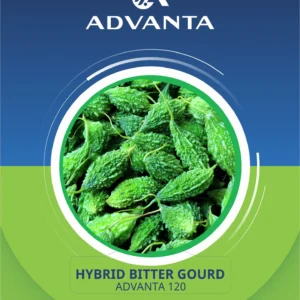 Advanta 120 Hybrid Bitter Gourd Seeds 5g