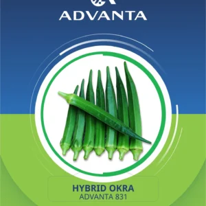 Advanta 831 Hybrid Okra Seeds 10g