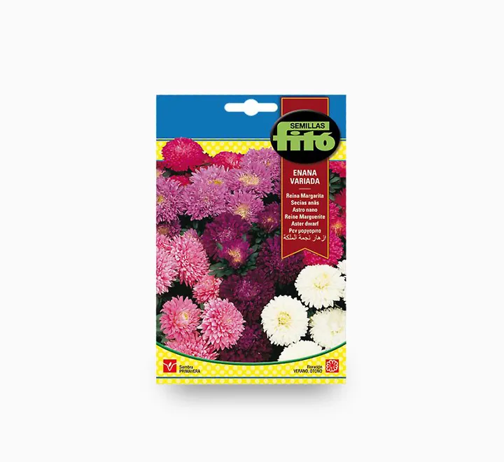 Aster Dwarf Queen Mixed