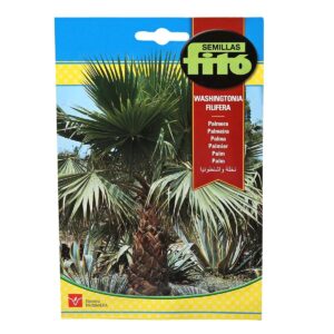 California Fan Palm – Fito Seeds