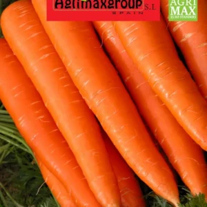 Carrot seed by Agrimax