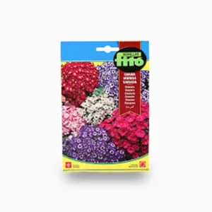 Cineraria Dwarf Hybrid Mix 50mg – Fito Seeds