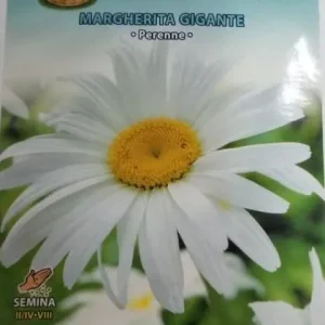 Marghrita Gigante Seeds by CANESTRO