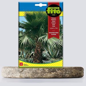 Washingtonia filifera seeds