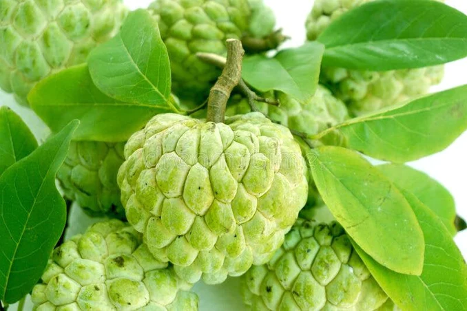 Sugar Apple Seeds