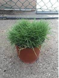 Zoysia Japonica or Korean Lawn Grass v-9