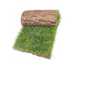 Natural Paspalum grass 25*20 cm, (0.5 m2) with installation