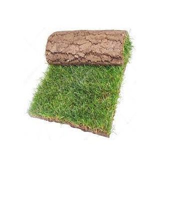 Natural Paspalum grass 25*20 cm, (0.5 m2) with installation