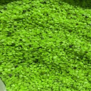 Gravel colored 5-10 mm Green 20Kg Bag